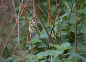 Images Dated 2010 October: 006656