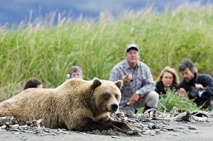 Brown Bear Ursos arctos Katmai Alaska August
