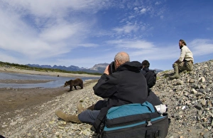 Brown Bear Ursos arctos Katmai Alaska August