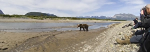 Brown Bear Ursos arctos Katmai Alaska August