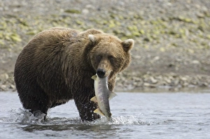 Brown Bear Ursos arctos Katmai Alaska August