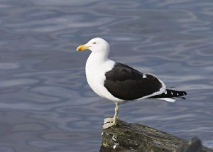 Gull Prints: 01930dt