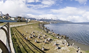 Gull Prints: 01942dt