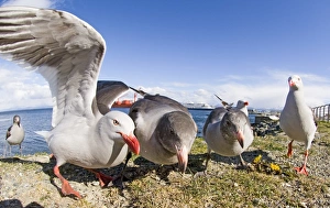 Gull Prints: 01943dt
