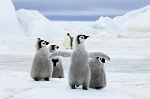 Polar Prints: 01961dt
