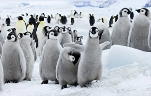Polar Prints: 01963dt