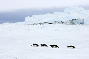 Emperor Penguin Aptenodytes forsteri Snow Hill Island Weddell Sea Antarctica November