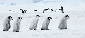 Antarctic Prints: 01976dt