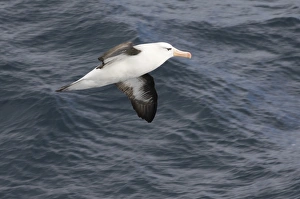 Blackbrowed Albatross Prints: 02011dt