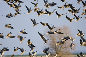 Pink-footed Goose Anser brachyrhynchus North Norfolk winter