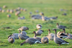 Pink-footed Goose Anser brachyrhynchus North Norfolk winter