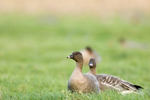 Pink-footed Goose Anser brachyrhynchus North Norfolk winter