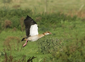 Wildfowl Prints: 02361dt