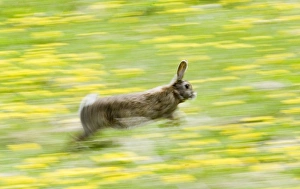 Mammal Prints: 02362dt