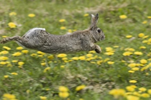 Mammal Prints: 02366dt