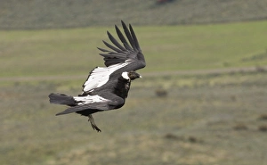 Andean Condor Vultur gryphus male on roosting ledge S.Chile November