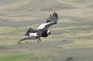 Andean Condor Vultur gryphus Patagonian Chile November