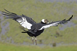 Andean Condor Vultur gryphus Patagonian Chile November