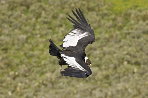 Vulture Prints: 02374dt