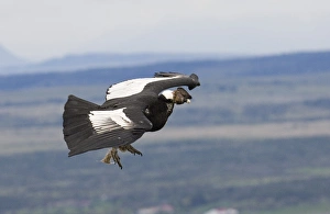 Vulture Prints: 02375dt