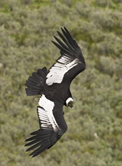 Andean Condor Vultur gryphus Patagonian Chile November