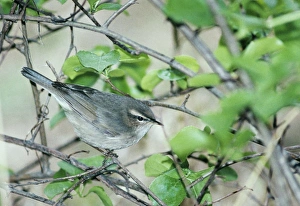 Warbler Prints: 02380dt