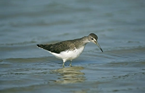 Sandpiper Prints: 02382dt