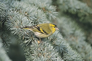 Finch Prints: 02394dt