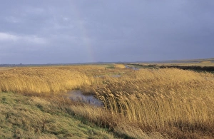 Landscape Prints: 02396dt