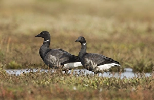 Brent Geese Branta bernicla on saltmarsh North Norfolk October