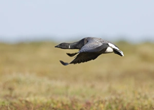 Brent Geese Branta bernicla on saltmarsh North Norfolk October
