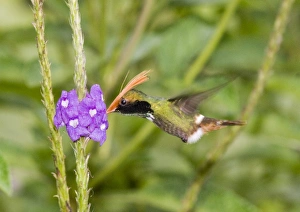 Hummingbird Prints: 02427dt