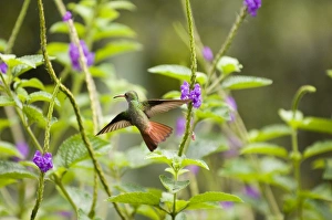 Rufous-tailed Hummingbird (Amazilia t. tzacatl) El Valle Panama