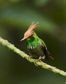 Hummingbird Prints: 02431dt