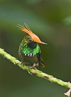 Hummingbird Prints: 02432dt