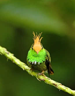 Hummingbird Prints: 02433dt