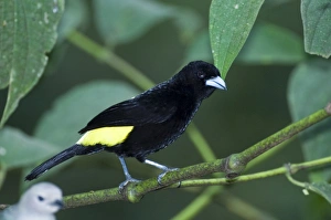 Tanager Prints: 02438dt