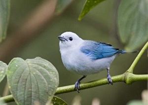 Tanager Prints: 02439dt