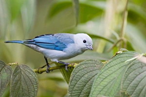 Tanager Prints: 02440dt