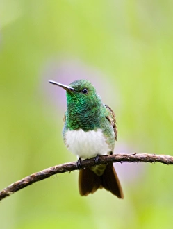 Hummingbird Prints: 02441dt