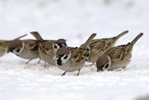 Sparrow Prints: 02444dt