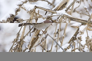 Sparrow Prints: 02446dt