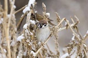 Sparrow Prints: 02447dt