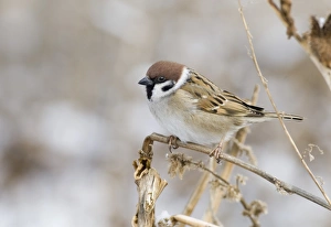 Sparrow Prints: 02451dt