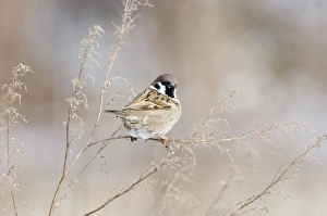 Sparrow Prints: 02452dt
