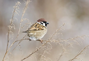 Sparrow Prints: 02453dt