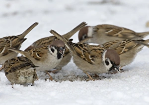 Sparrow Prints: 02456dt