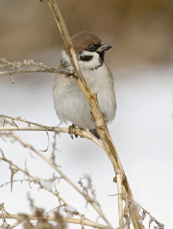 Sparrow Prints: 02459dt