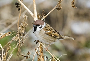 Sparrow Prints: 02460dt
