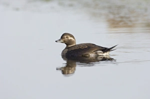 Wildfowl Prints: 02462dt